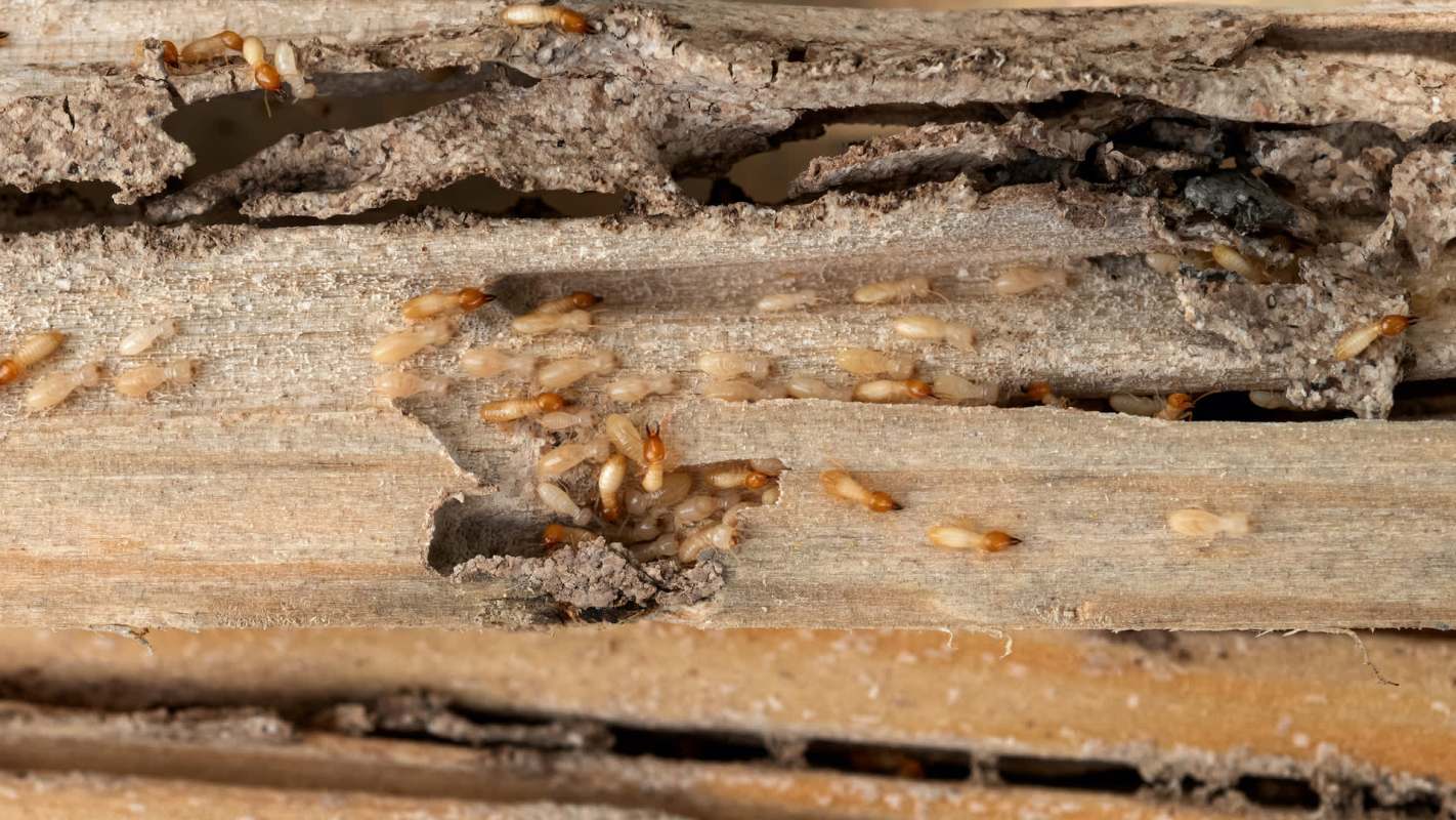 Termites are clustered on and around wood with signs of damage.