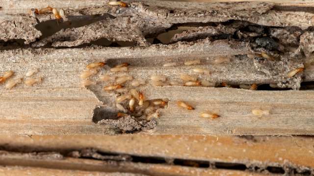 Termites are clustered on and around wood with signs of damage.