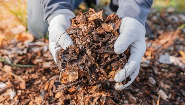 Hands in gloves hold a pile of mulch while surrounded by more mulch on the ground.