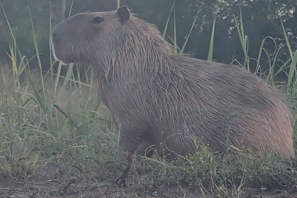 A capybara sitting among tall grass.