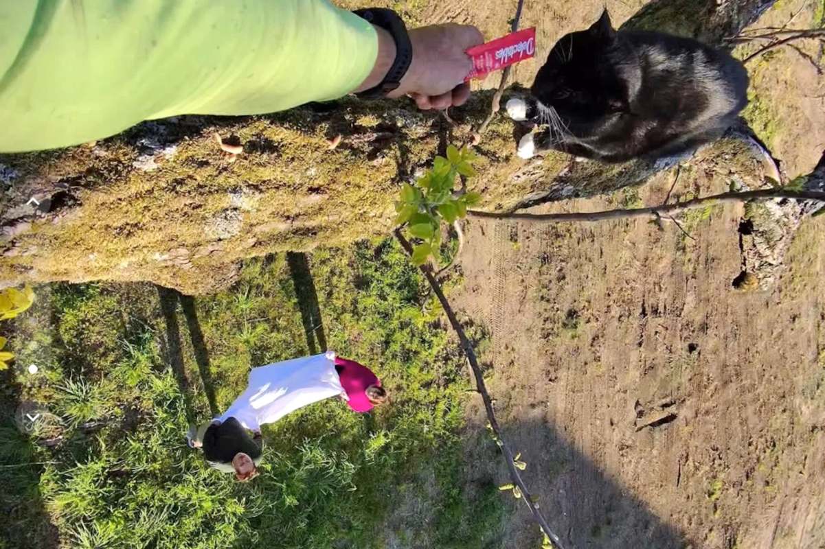 A person holds a treat in front of a black cat on a tree, while two people below hold a white sheet.
