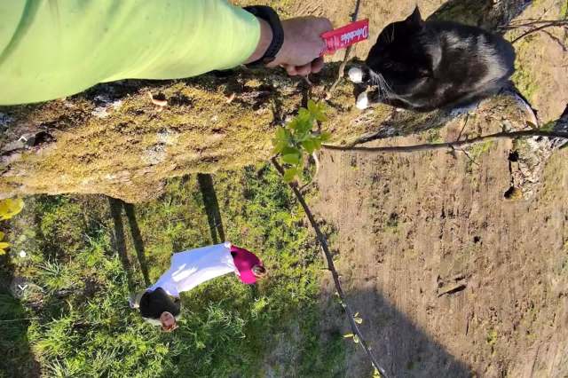 Rescuer patiently coaxes Booters the cat from tall tree as her family waits below with a sheet