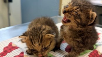Two small, fluffy kittens sit on a patterned surface, one with its mouth open and the other looking down.