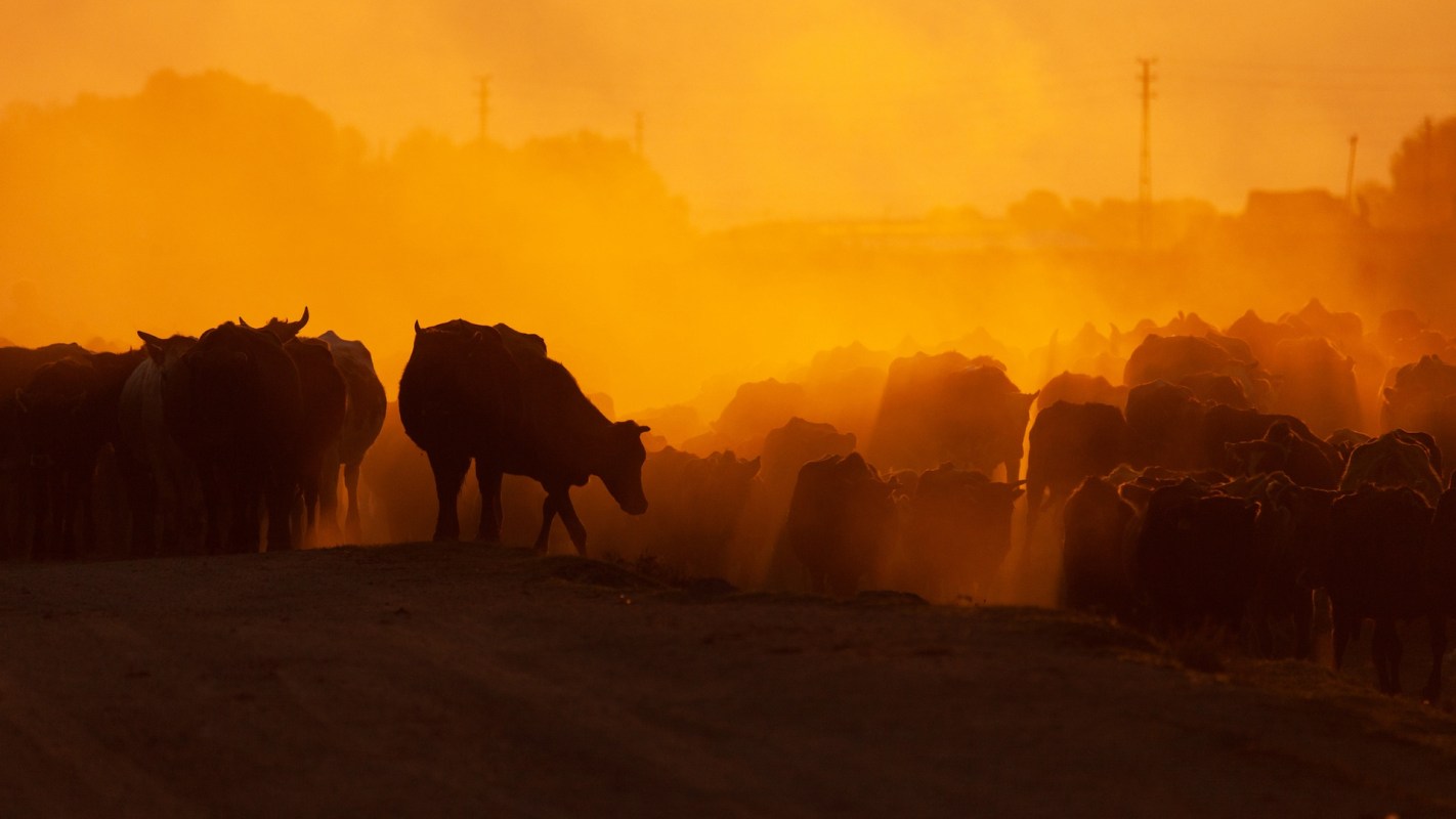 A herd of cows walking through a dusty landscape at sunset.