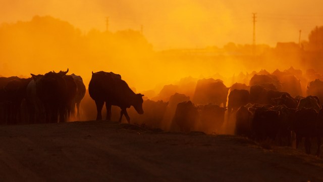 A herd of cows walking through a dusty landscape at sunset.
