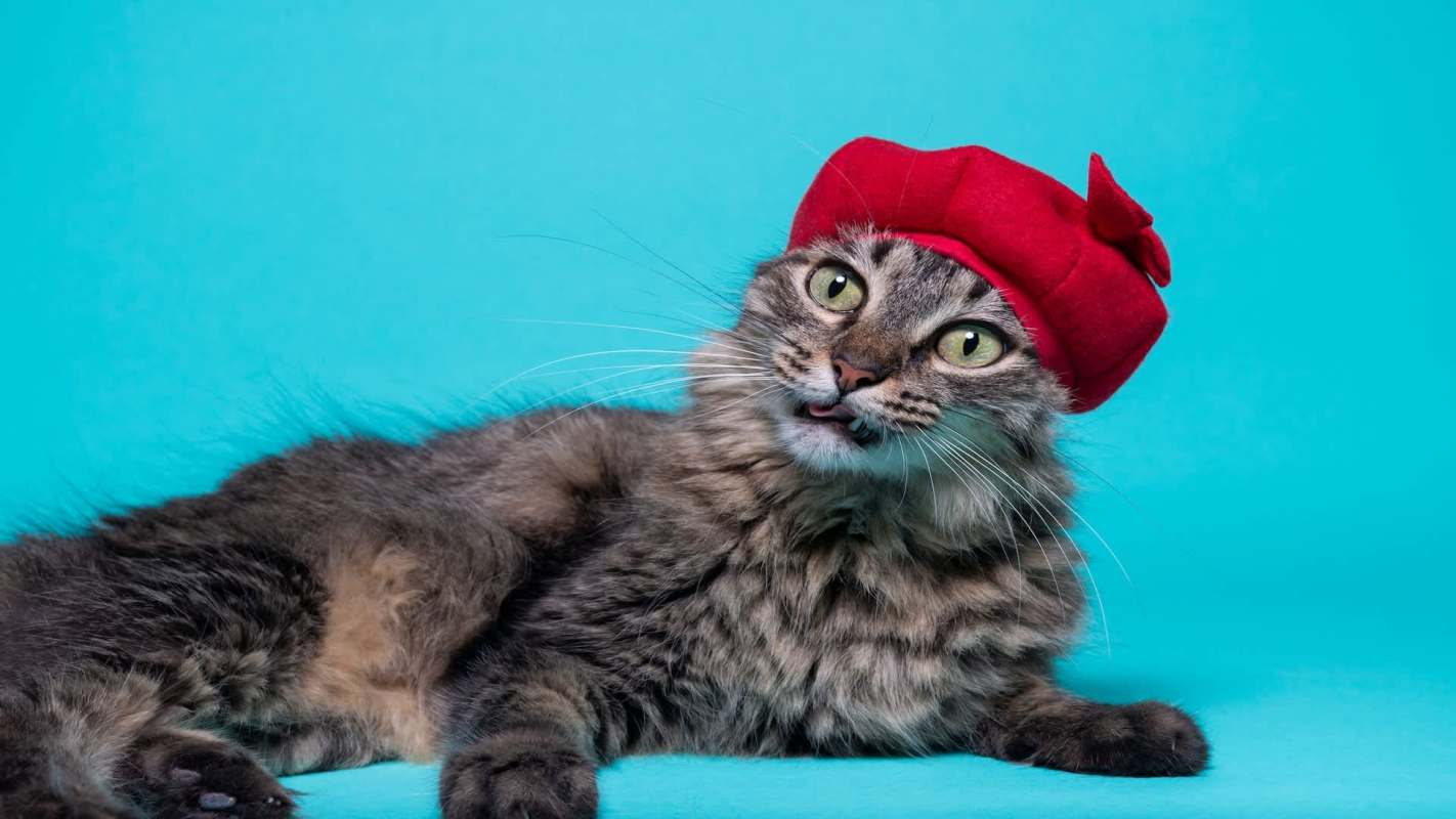 A gray cat wearing a red beret.