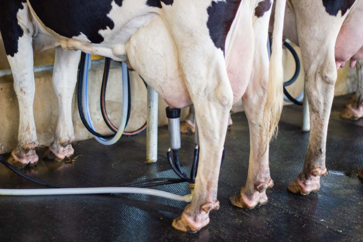 Cows being milked using a mechanical milking machine in a barn.