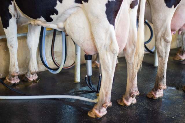 Cows being milked using a mechanical milking machine in a barn.