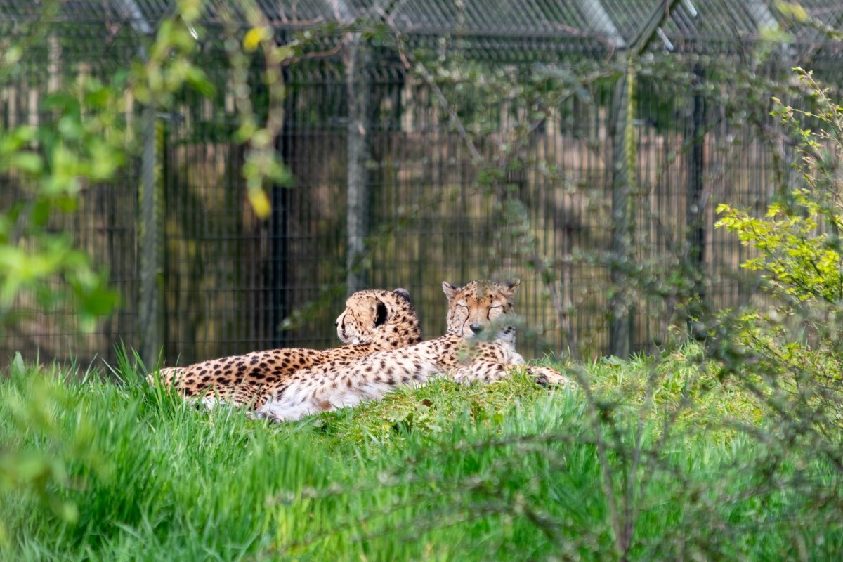 Cheetahs at the Chester Zoo.