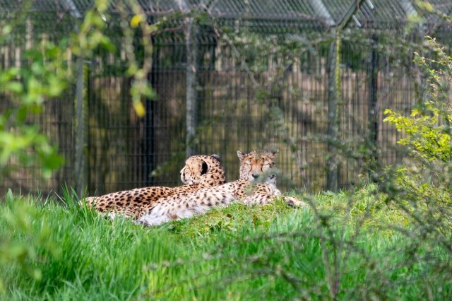 Cheetahs at the Chester Zoo.