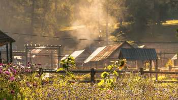 Cottage houses and garden in a village at dawn in China