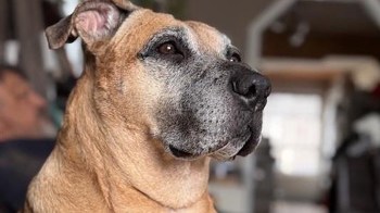 A dog named Chloe.