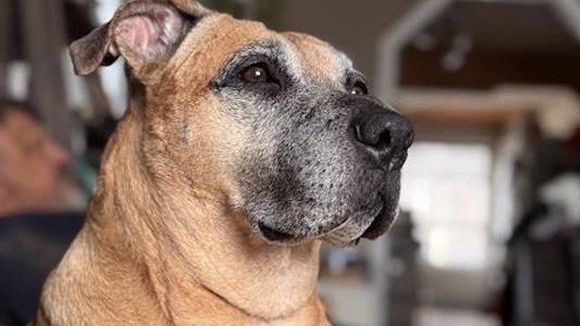 Dog earns Hall of Fame honor after holding black bear at bay in family's home