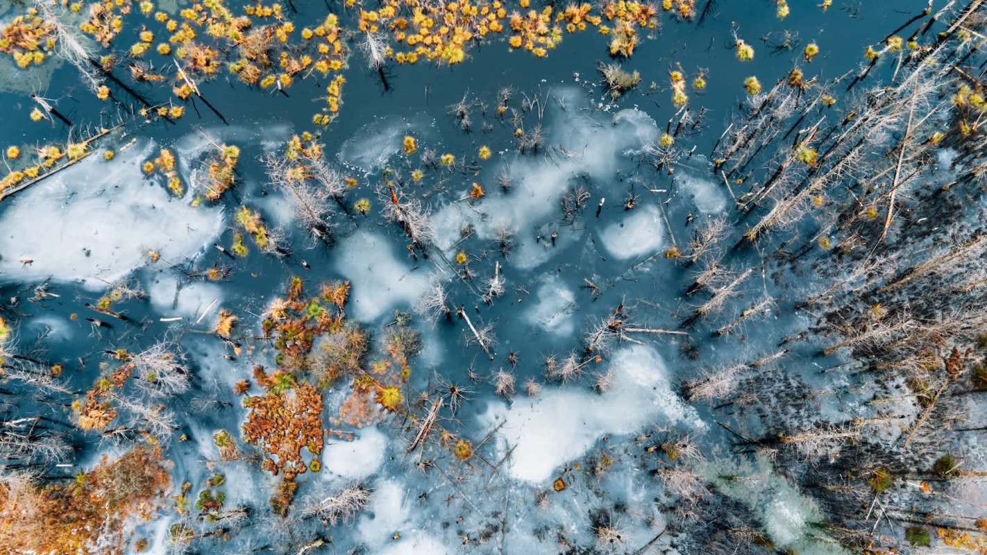 An aerial view of a wetland featuring scattered trees, patches of ice, and green foliage.