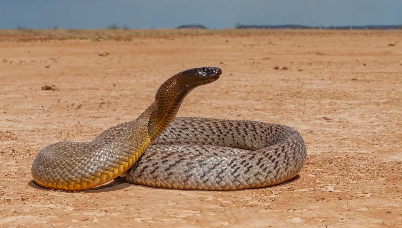 A snake rests on dry, cracked ground in a sparsely vegetated area.