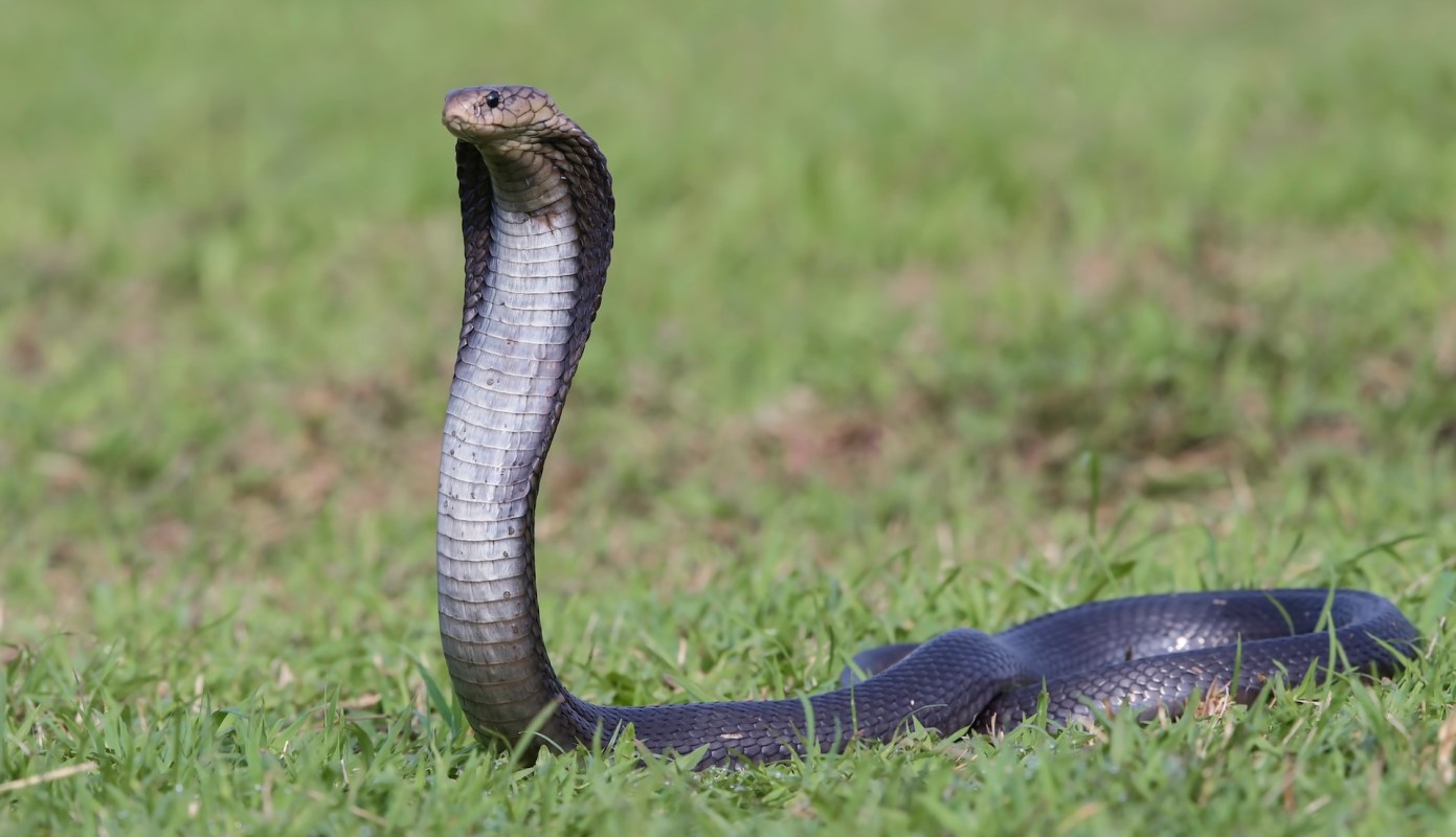 A cobra in the grass flaring its hood.
