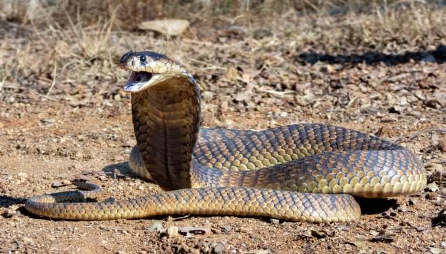 An agitated cobra.