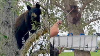 A bear is perched on a tree branch while a person uses a pole to assist it down the tree.