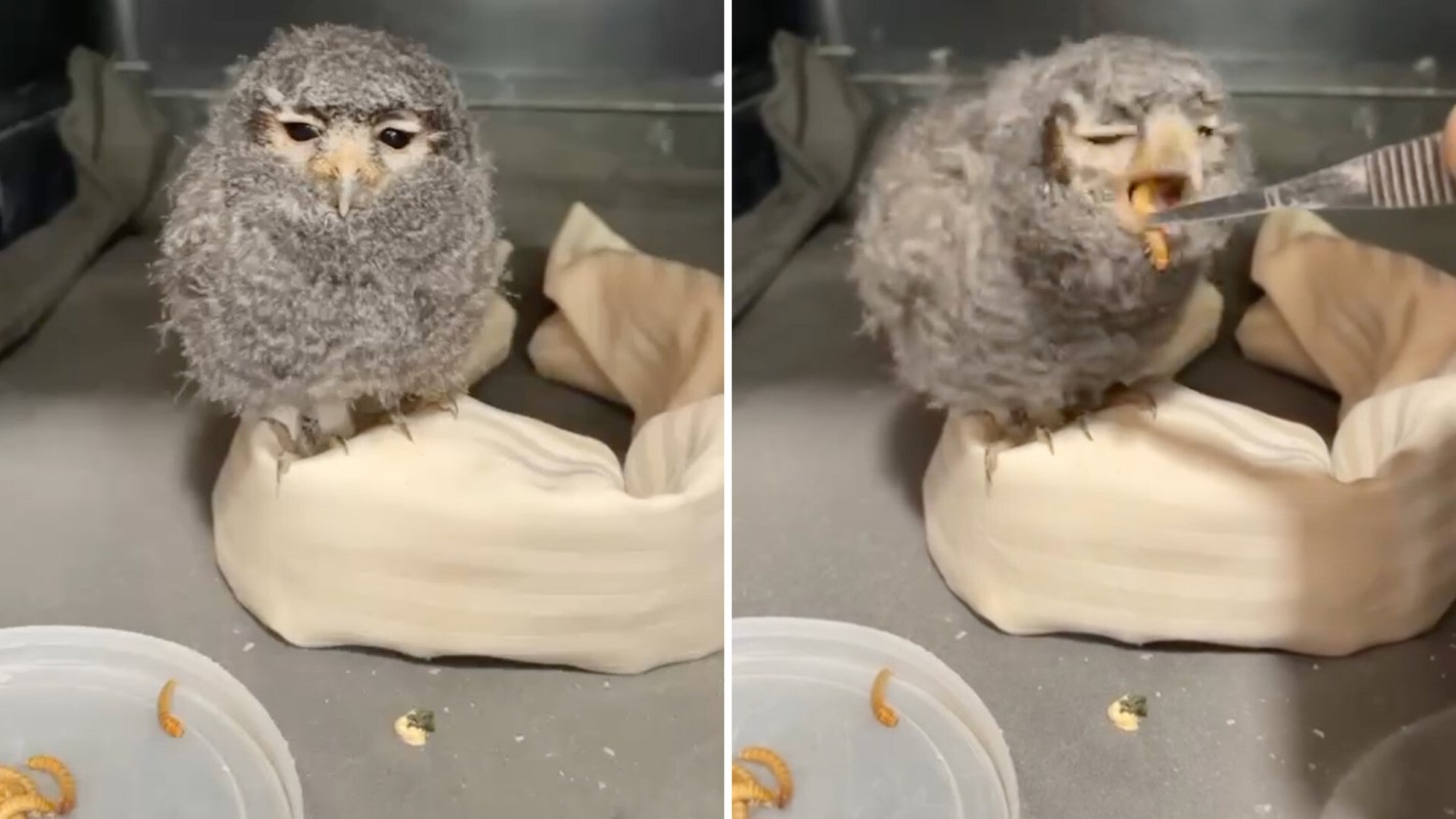 A fluffy owl perched on a soft surface eats a worm from a fork while surrounded by additional worms on a dish.