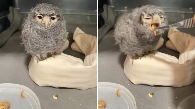 A fluffy owl perched on a soft surface eats a worm from a fork while surrounded by additional worms on a dish.