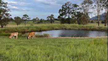 Two cows grazing near a small pond surrounded by tall grass and trees in a rural landscape.