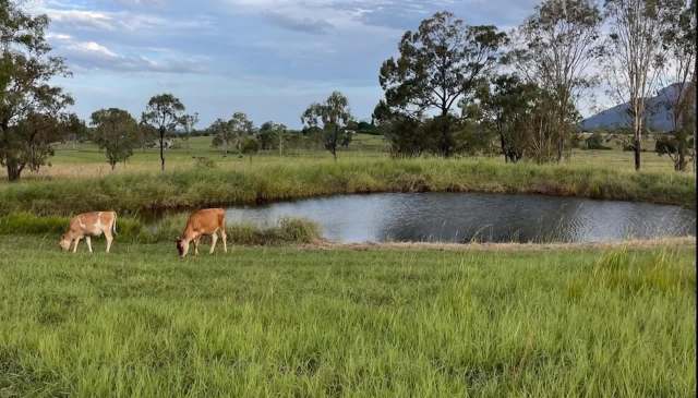 Two cows grazing near a small pond surrounded by tall grass and trees in a rural landscape.