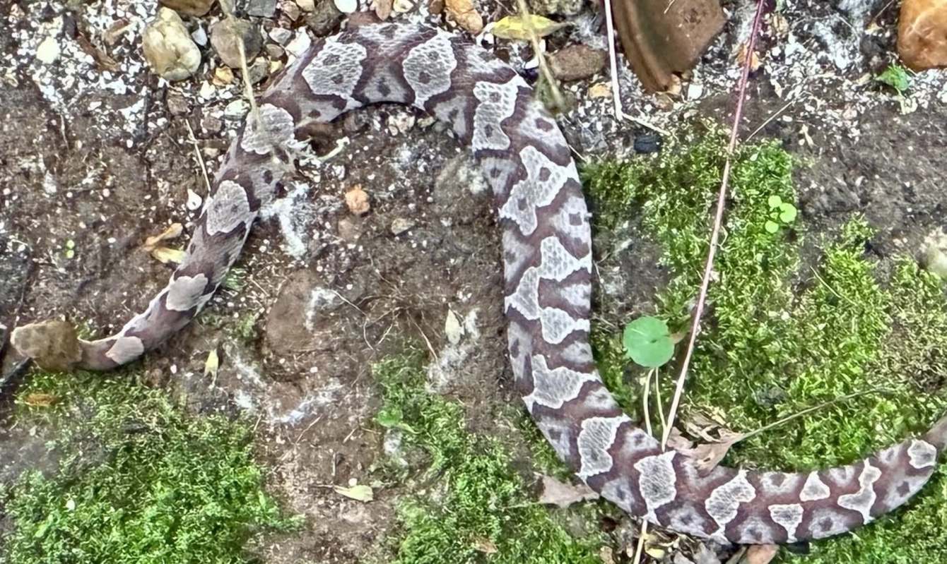 A snake with a patterned body rests on the ground among stones and moss.
