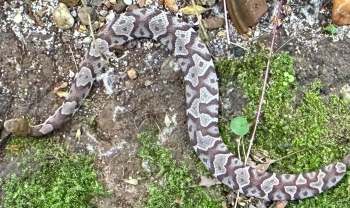 A snake with a patterned body rests on the ground among stones and moss.