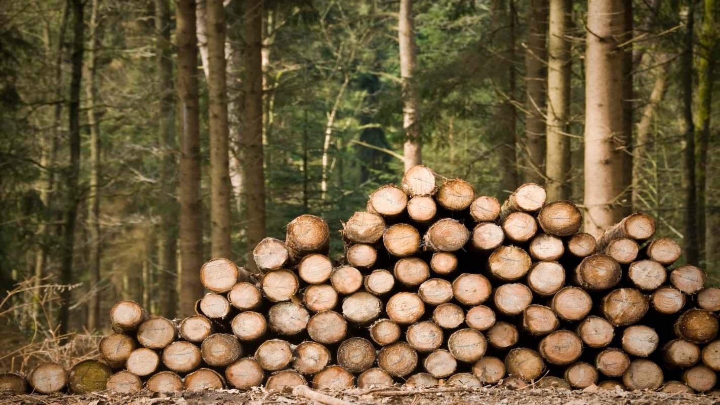 A pile of cut logs in a forested area.