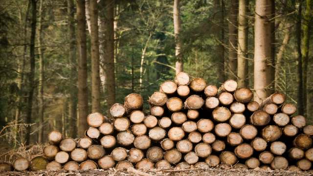 A pile of cut logs in a forested area.