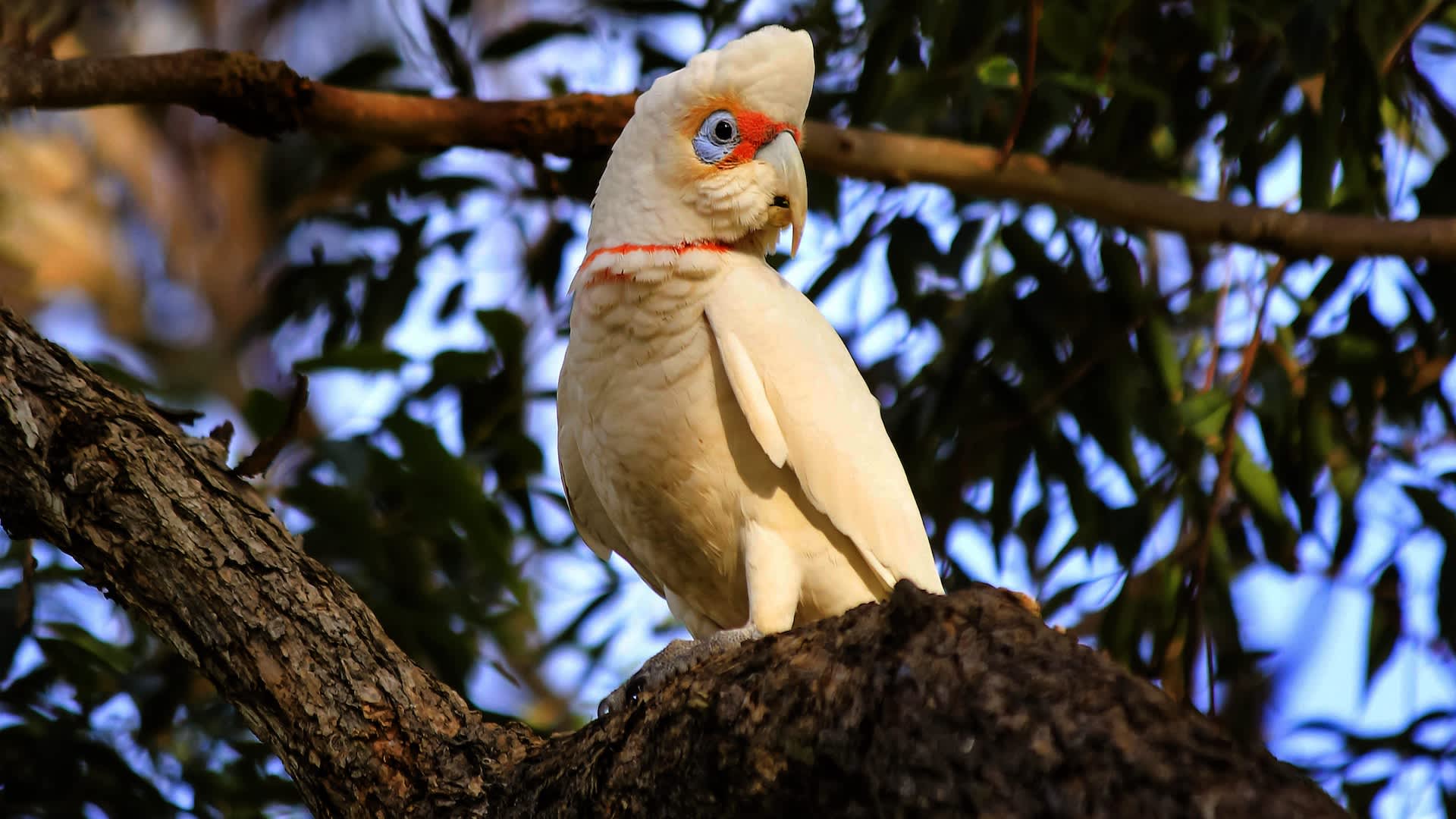 Arborist frees bird trapped 30 feet in the air by discarded string
