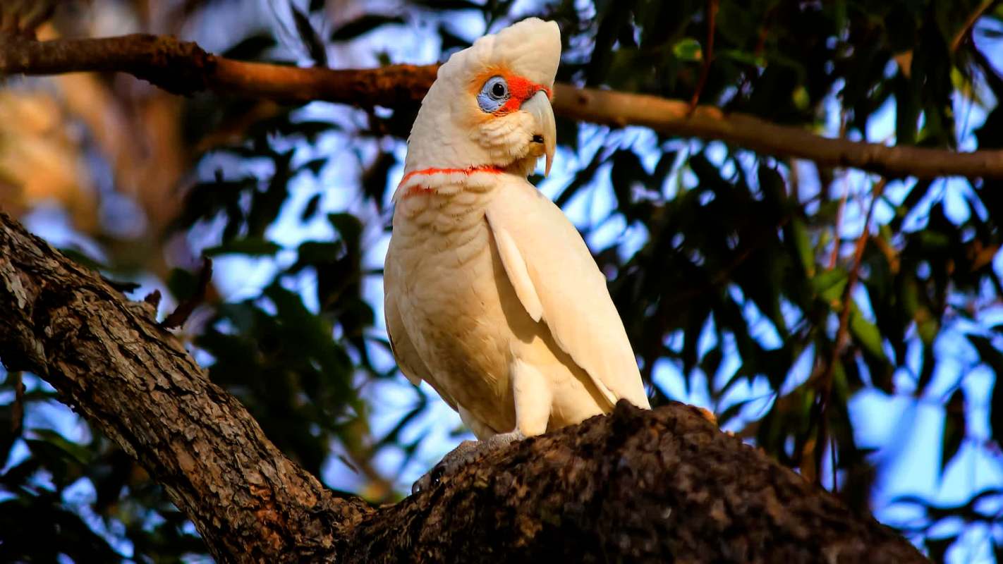 A white corella perched on a tree branch among leaves.