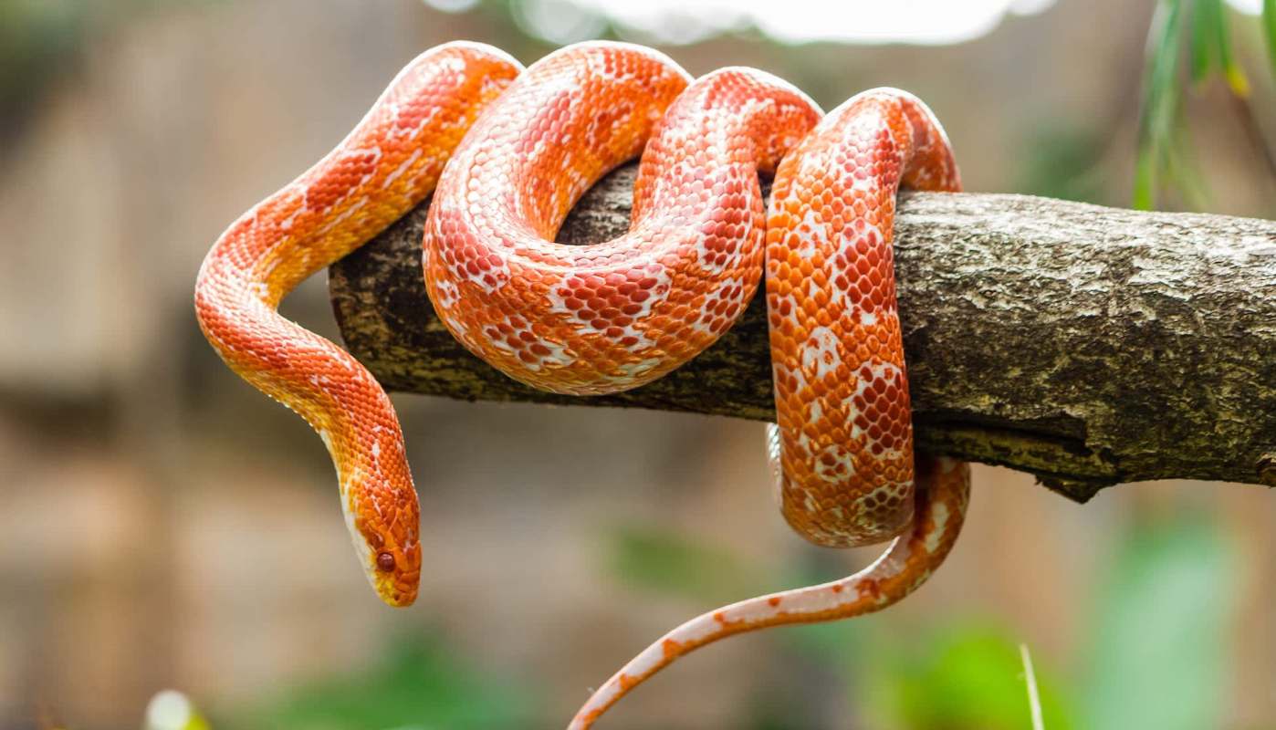 An orange snake coiled around a branch.