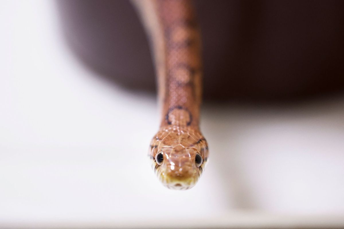 a corn snake extends its neck