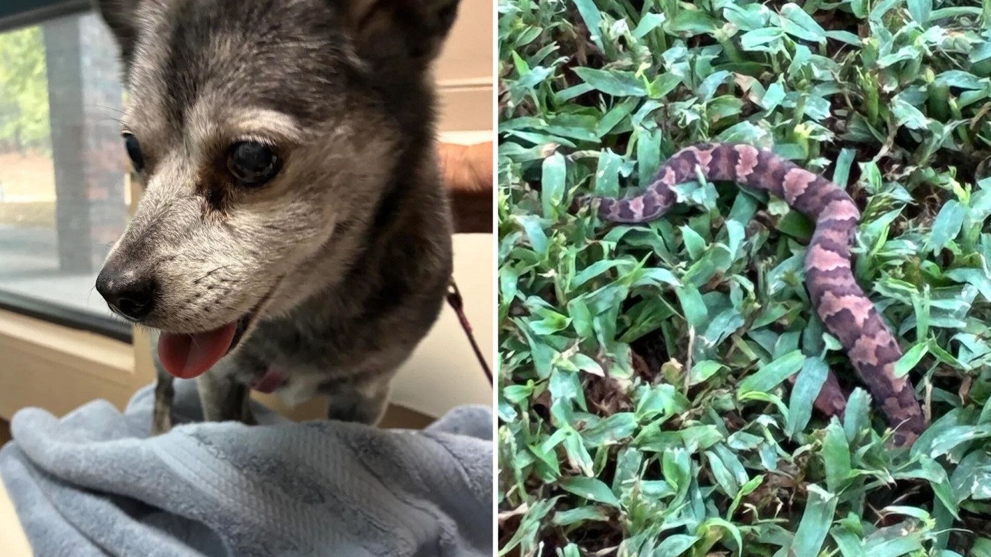 A dog on a blanket and a snake in grass.