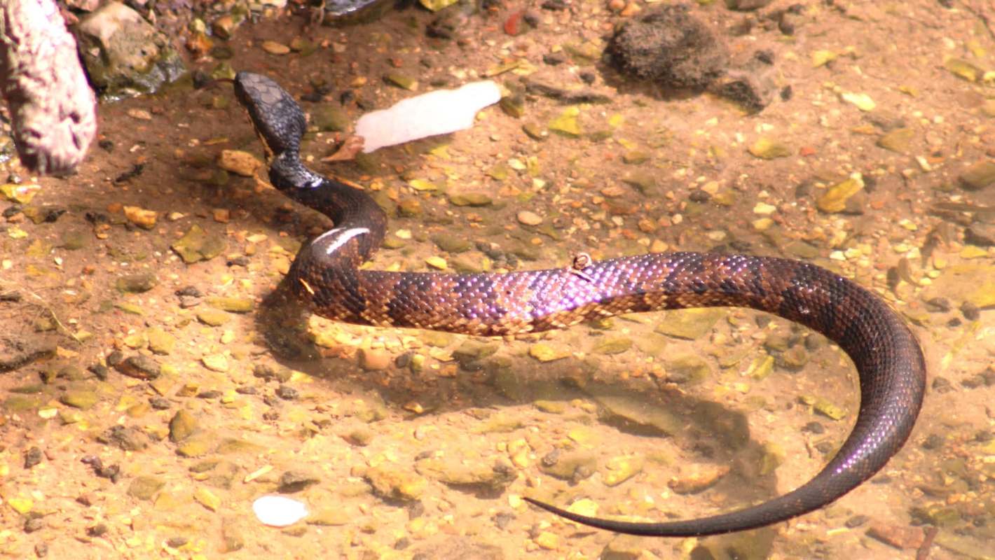 A cottonmouth snake slithers in shallow water.