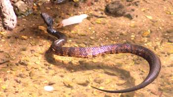 A cottonmouth snake slithers in shallow water.