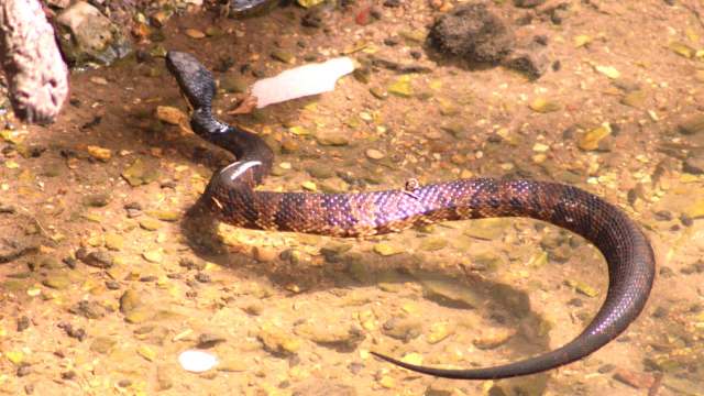 A cottonmouth snake slithers in shallow water.