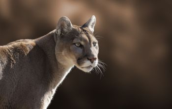 A cougar.
