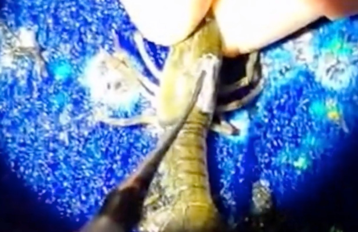 A person holds a crayfish while using a tool near a blue surface.