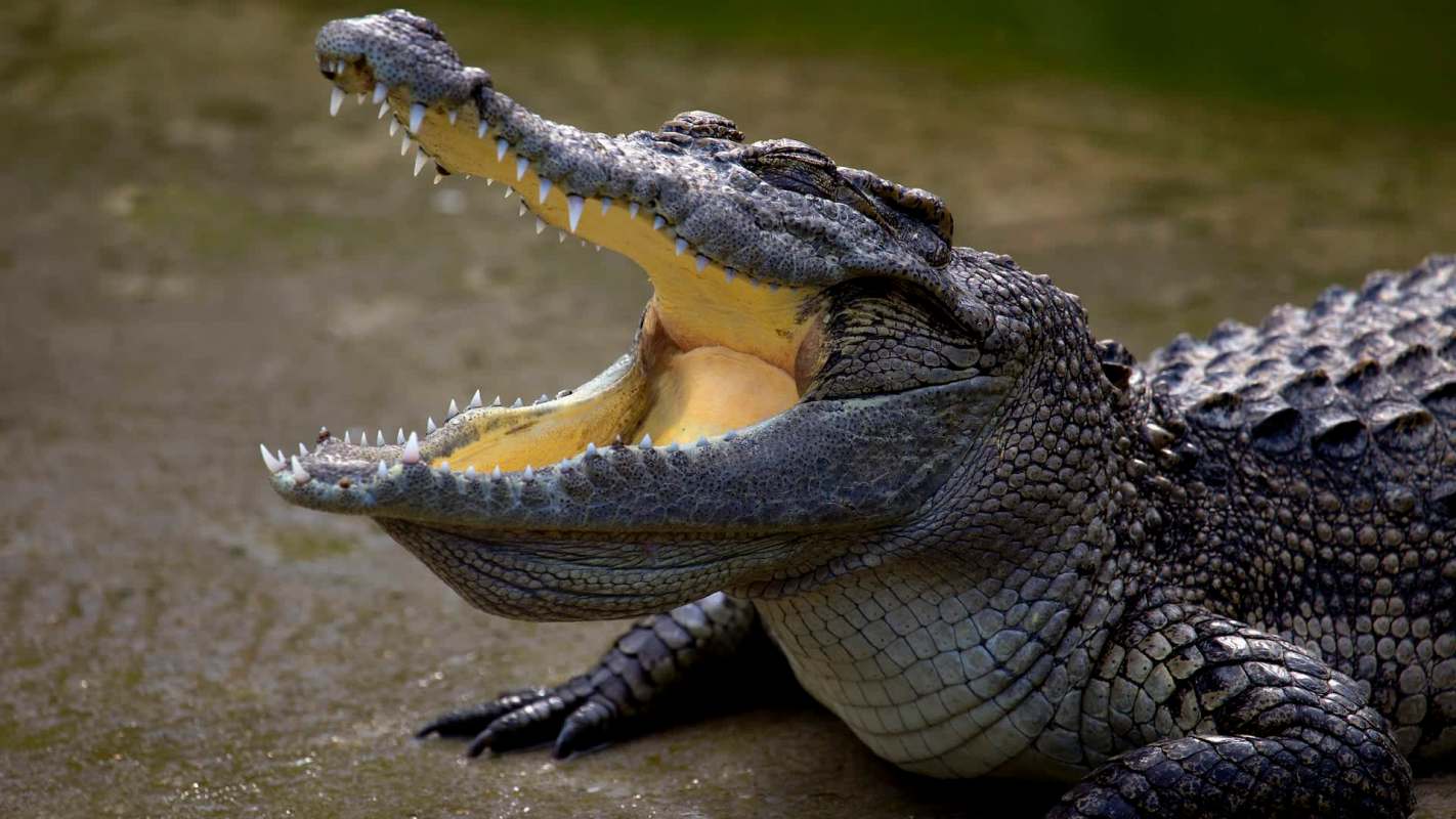 A crocodile with its mouth open, showing its teeth, resting on a flat surface.