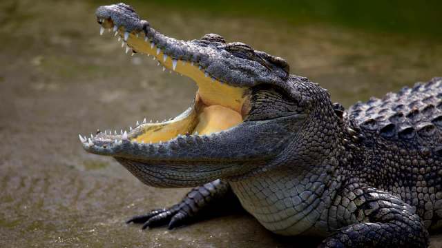 A crocodile with its mouth open, showing its teeth, resting on a flat surface.