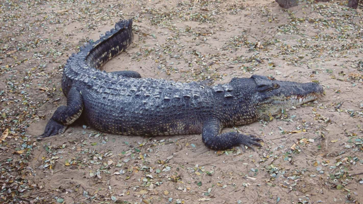 A crocodile resting on sandy ground scattered with leaves.