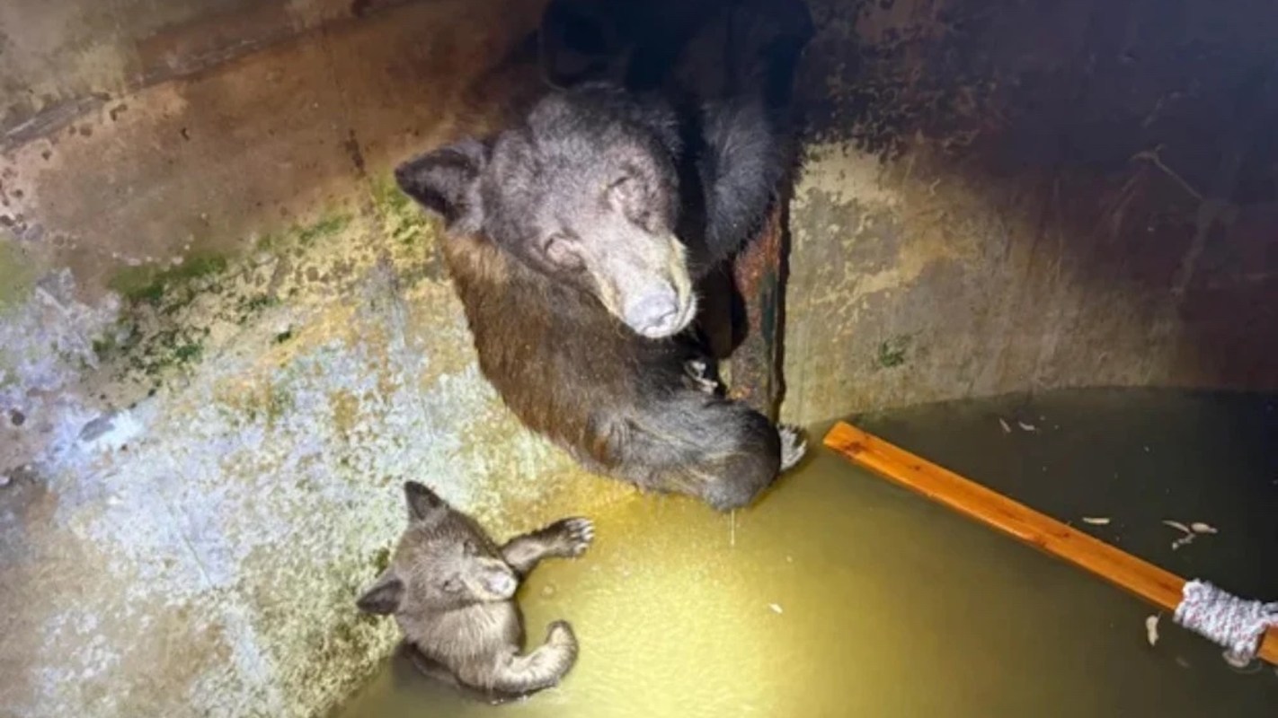 A mother bear and a cub in a water tank.