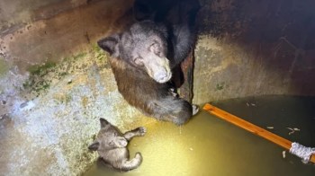 A mother bear and a cub in a water tank.