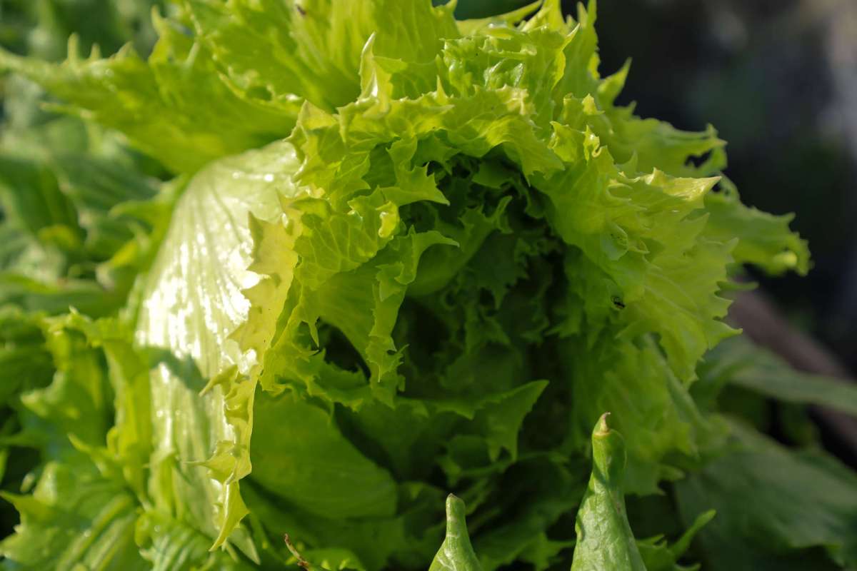 A close-up view of fresh, green lettuce leaves with a textured appearance.
