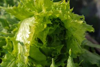 A close-up view of fresh, green lettuce leaves with a textured appearance.