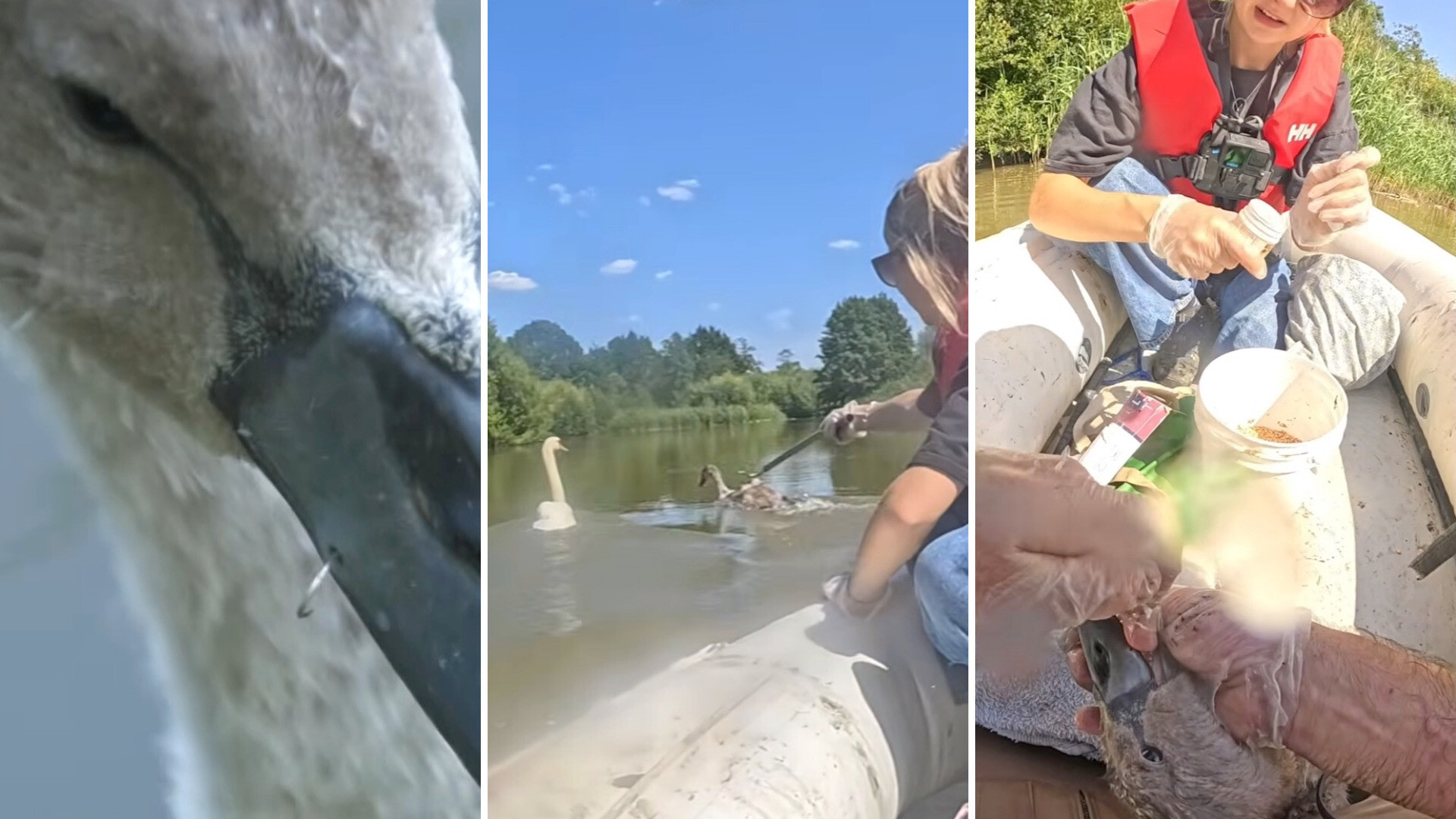 Rescuer falls overboard as team races to free cygnet snagged by a fishing hook