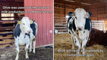 A black and white cow with text describing her exploitation and the same cow describing how she survived