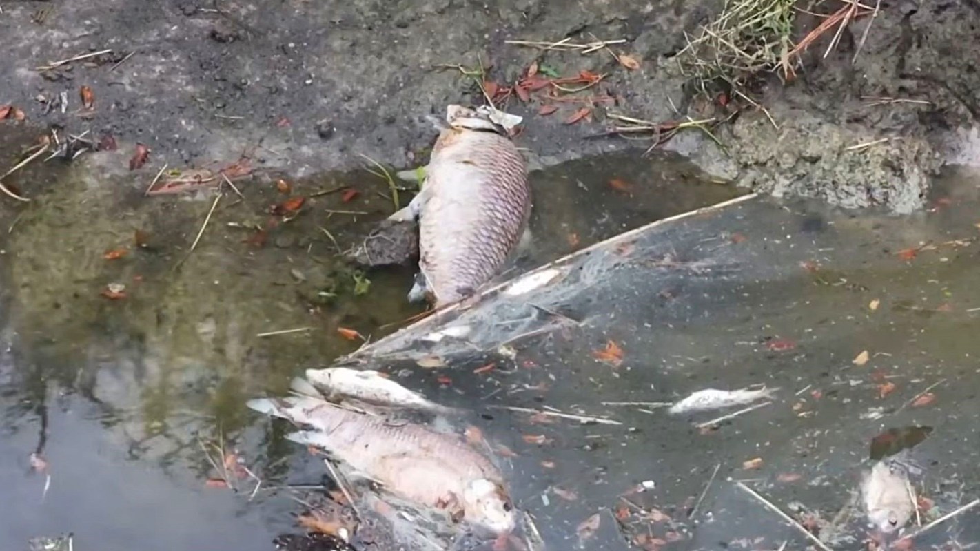 Dead fish in shallow water with scattered leaves and debris on the ground.